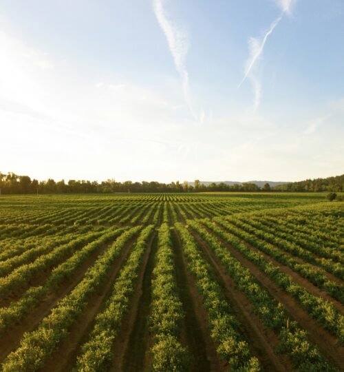 Terreno Agrícola com Excelente Exposição Solar no Entroncamento